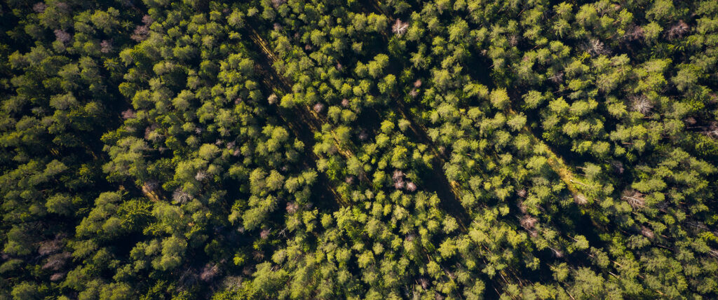 forest background. pine trees in green forest view from above. s